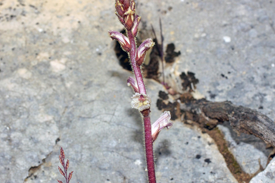 Orobanche hederae